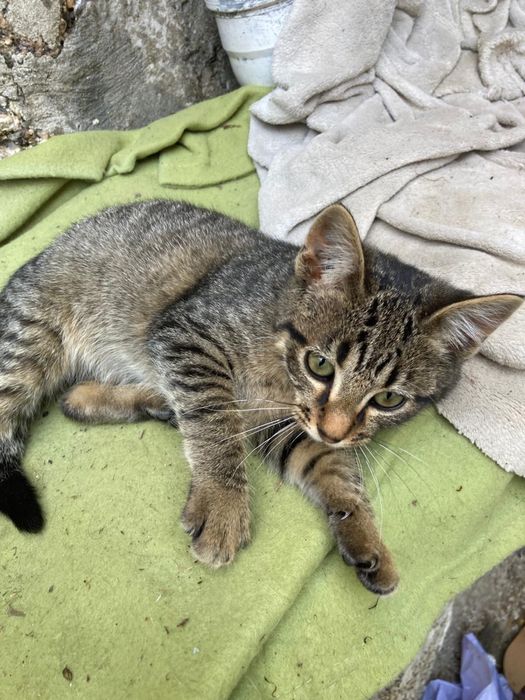 Gatinhos bebes para adocao