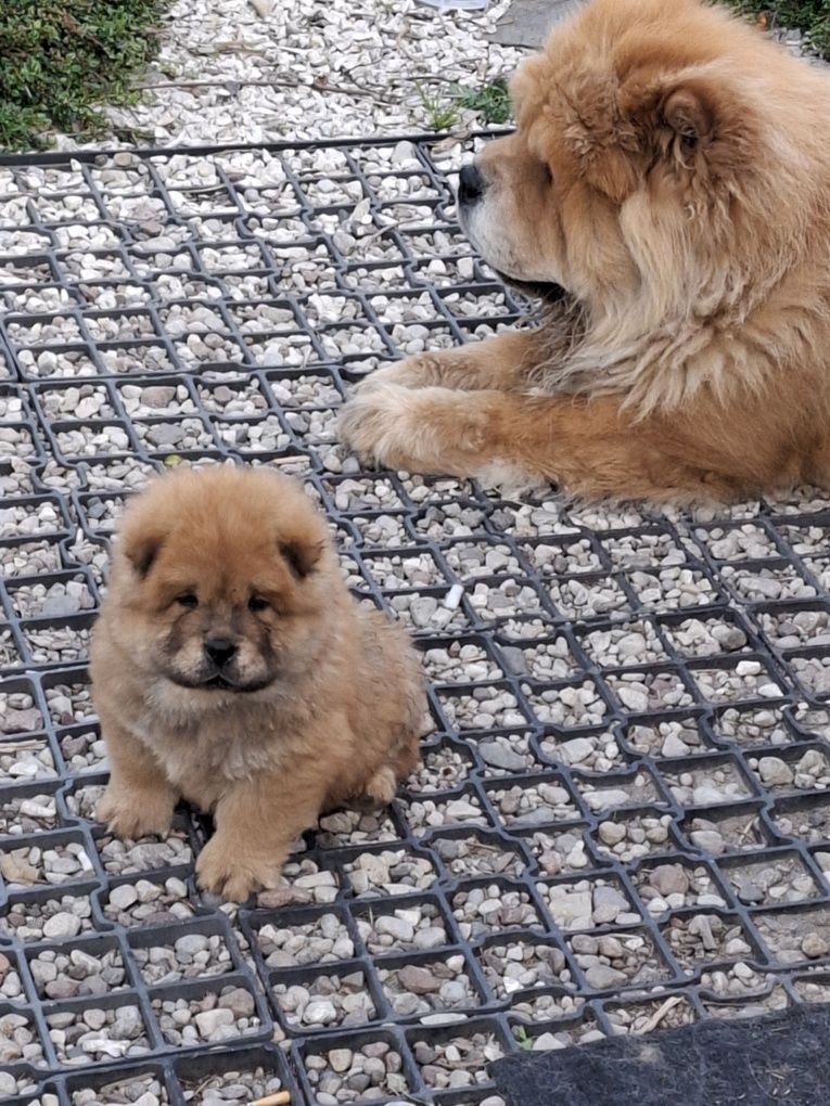 Chow chow szczeniak,gen blue.