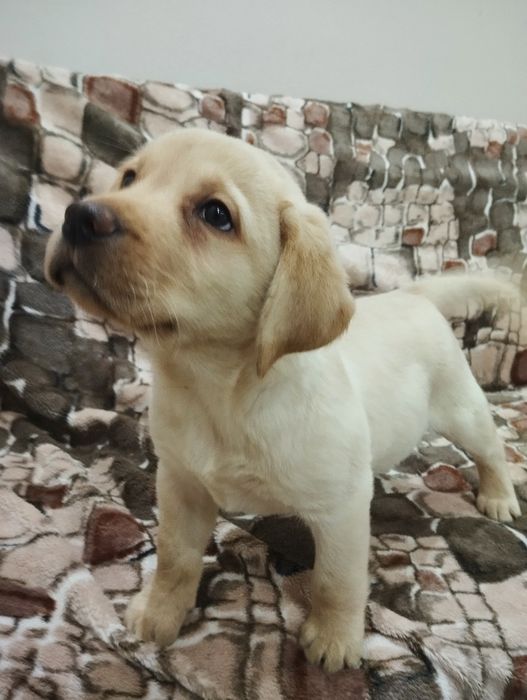 Sprzedam szczenię labradora