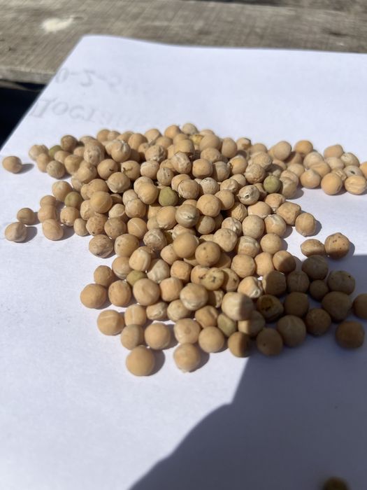 Продам горох. Урожай 2025