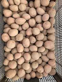 Ziemniaki sadzeniaki Bellarosa kwalifikowane sadzeniak