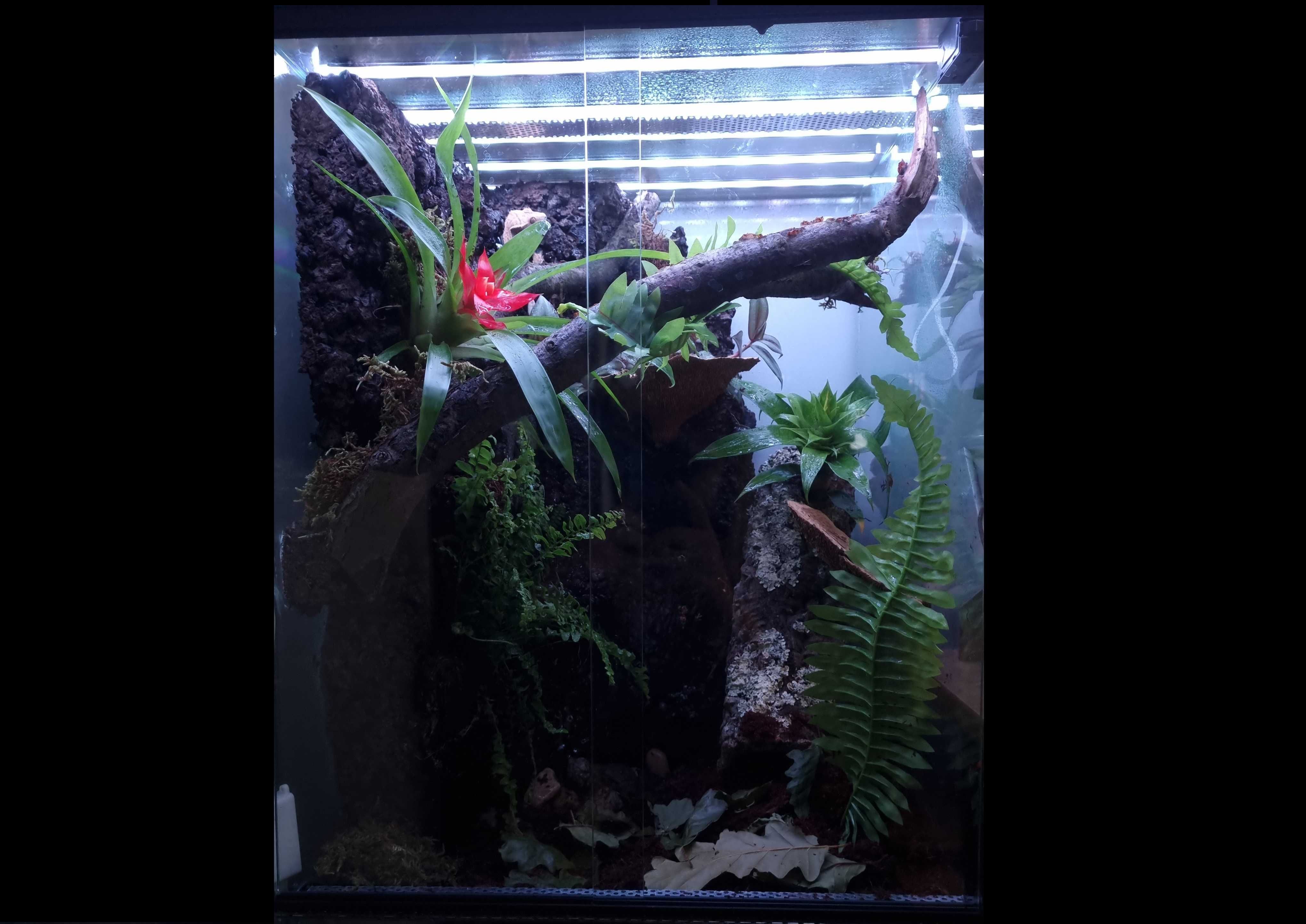 Terrarium bioaktywne 40x40x60 cykl dnia i nocy