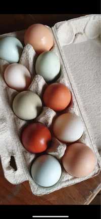 Jajka wiejskie  kolorowe