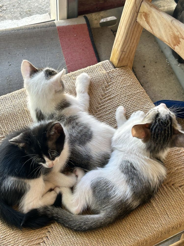 Gatinhos para adocao