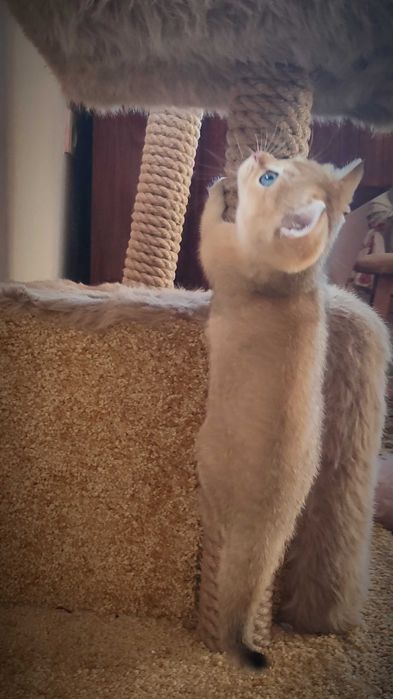 Золота шиншила. Британське кошеня