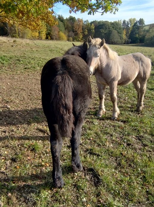Ogierki i zimnokrwiste