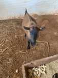 Cabrito anão macho