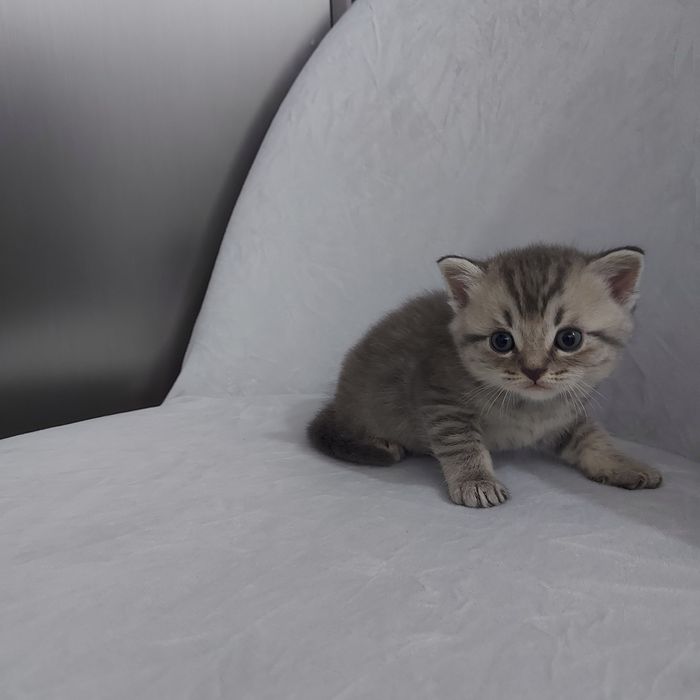 Кошенята шотланські