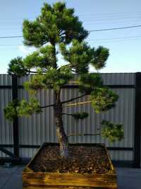 Drzewko Bonsai niwaki Sosna Mugo 275cm - Pušis Juodoji