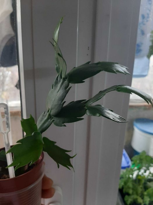 Різдвяник,шлюмбергер