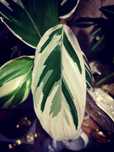 Ctenanthe Variegata Albo Pink roślina kwiat nie monstera philodendron