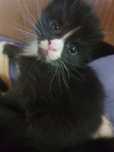 Kocurek Maine Coon
