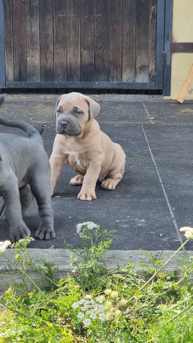 Cane corso Italiano Fomentino