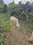 Vendo borrego lacoune