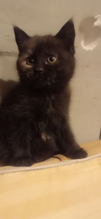 Киця в добрі руки