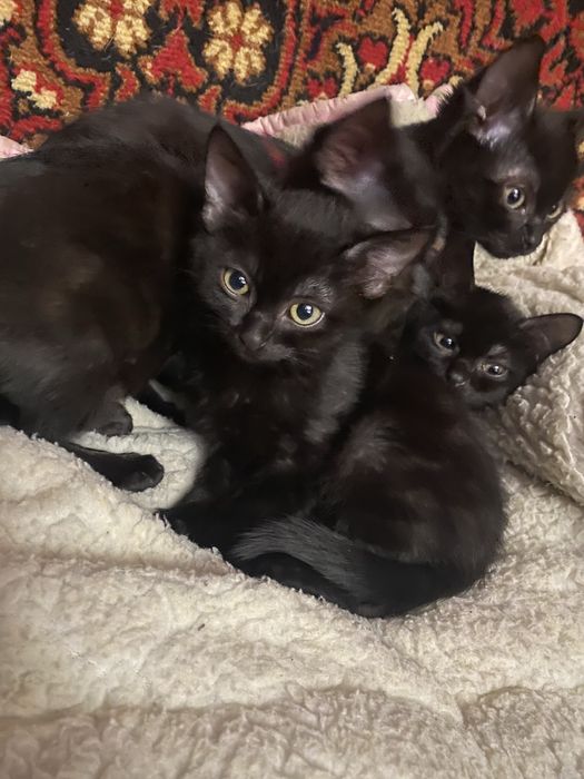 Котики які приносять вдачу