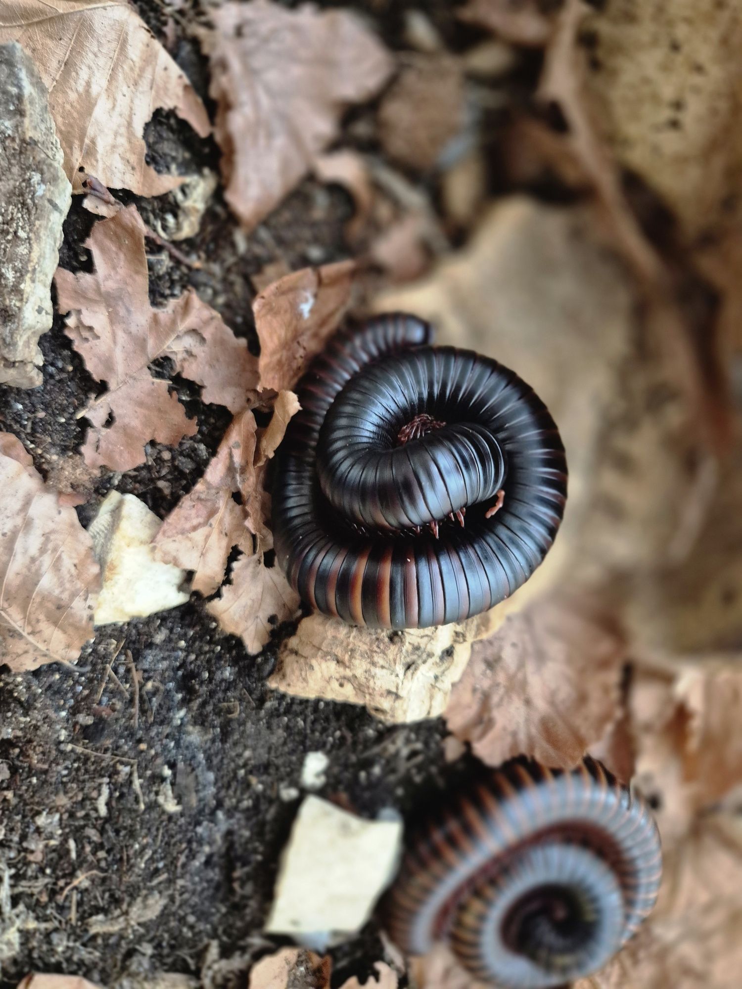 Krocionóg olbrzymi Archispirostreptus gigas