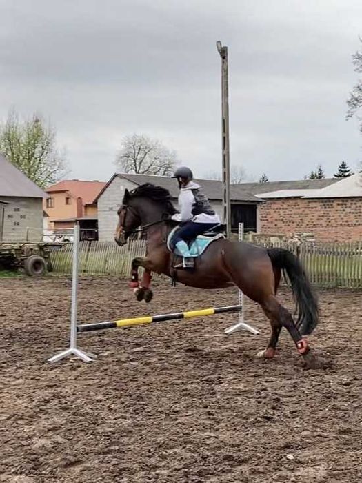 klacz do sportu rekreacji