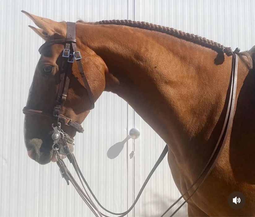 Cavalo letra “O” para Venda