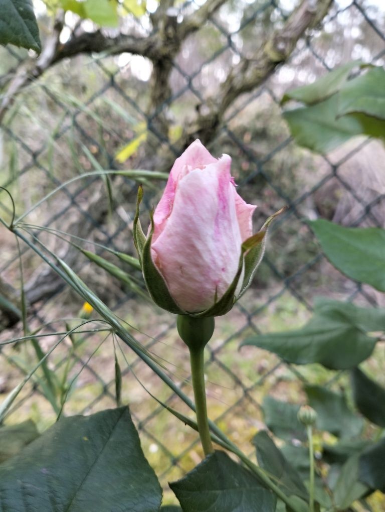 Roseiras 2 cores