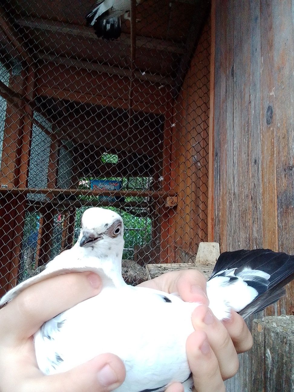 Sprzedam parę szeków