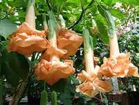 Burgmansja (datura) Angels Flight potrójny kwiat