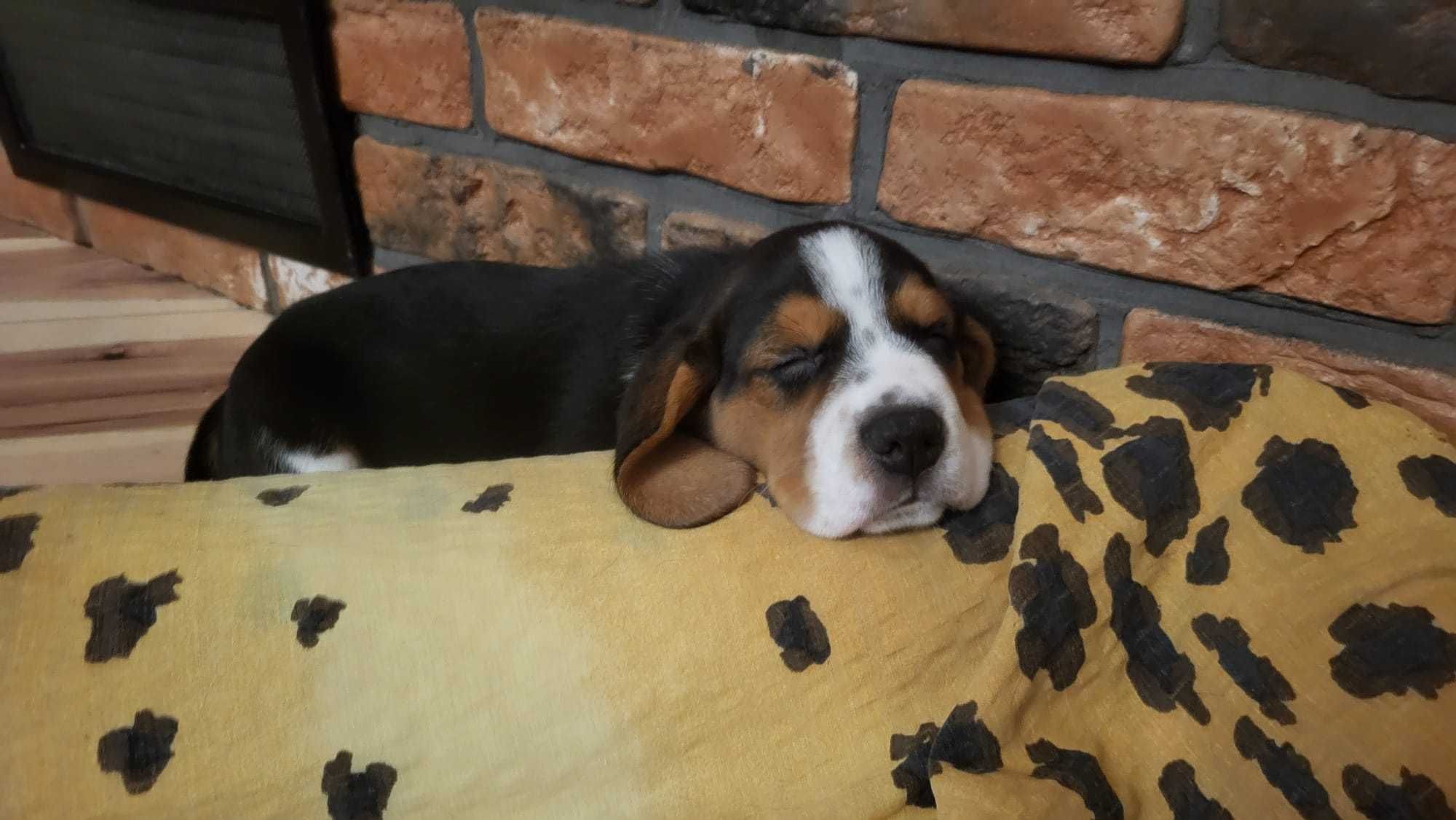 Sprzedam Psa Rasy Beagle