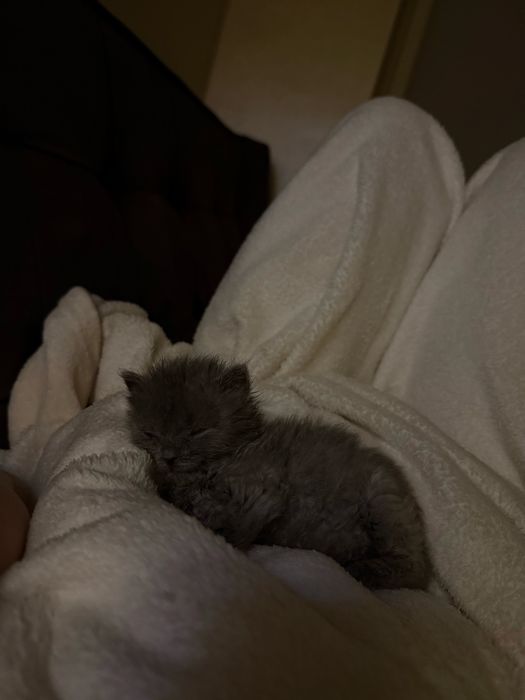 Котик Пампух, метис кошеня