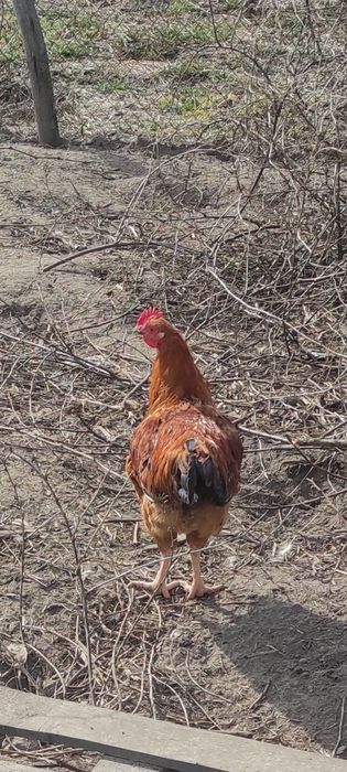 Продам домашнего молодого петуха