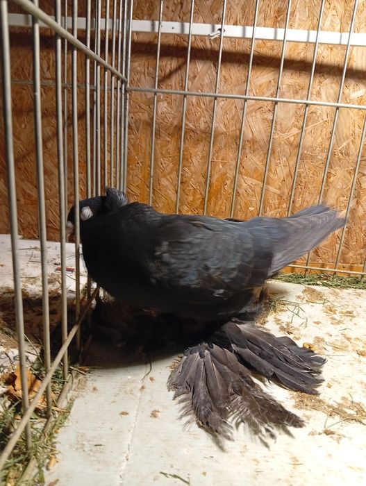 Golebie Wywrotki wschodniopruski