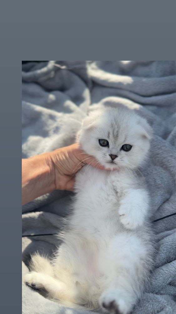 Шотландці котенятка срібна шиншила маленькі шотландські висловух