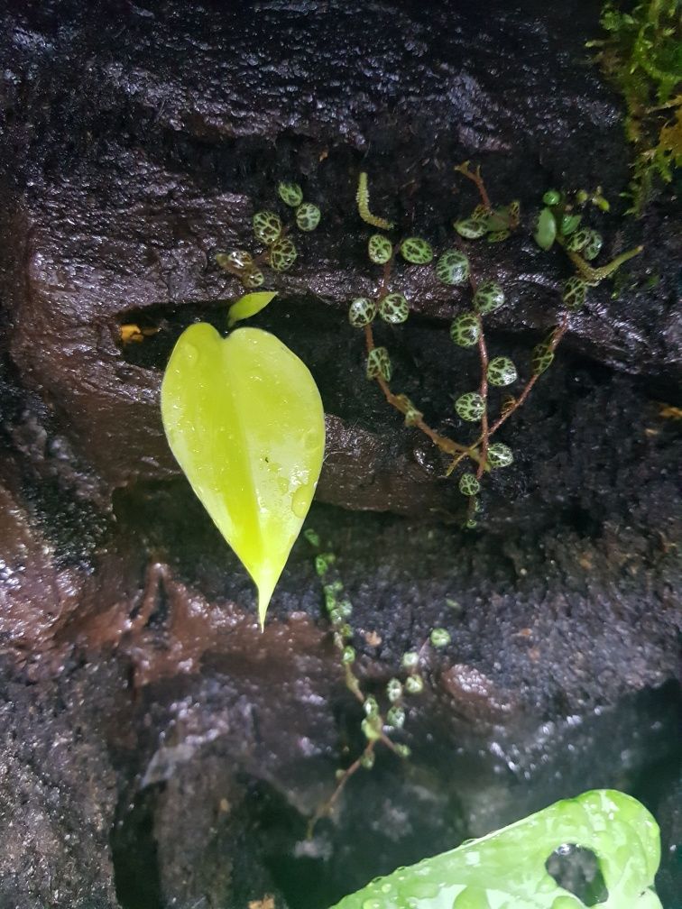 Terrarium tropikalne aktywne biologiczne z wodospadem