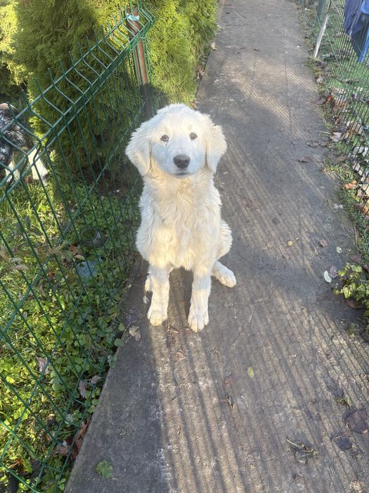 Owczarek podhalanski