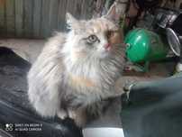 Oddam kotki po kotce Maine Coon