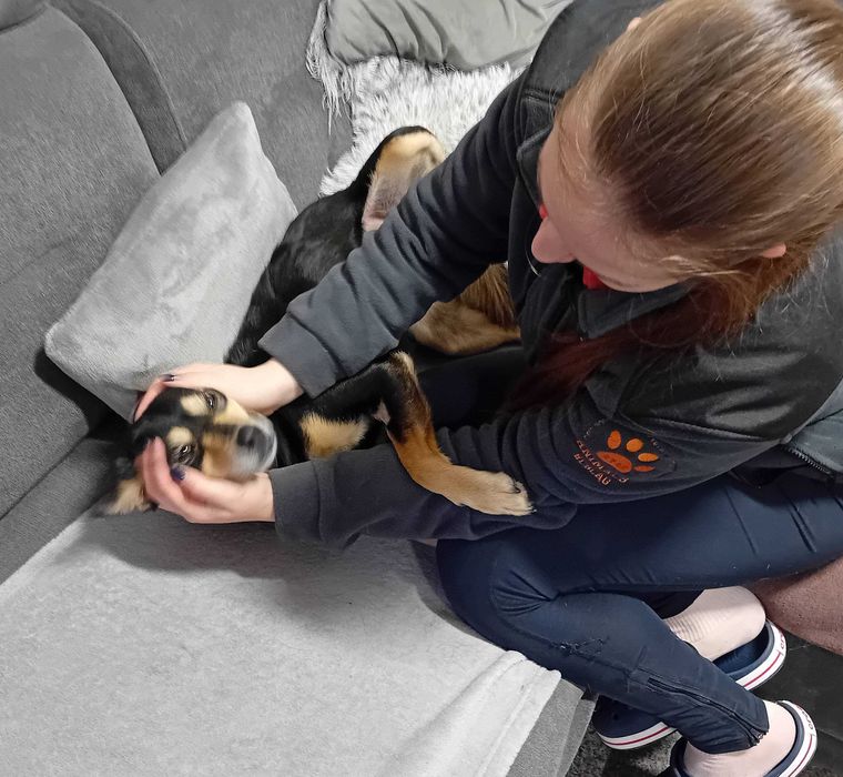 IVA - 11kg, 2 latka, łagodna, lubi koty, cudowna {FILMIKI}