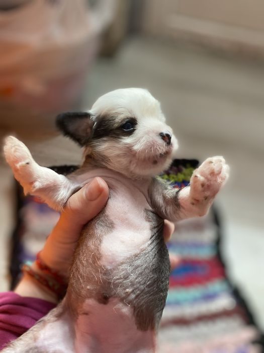 Голий кітайський пацан шукає собі невєху