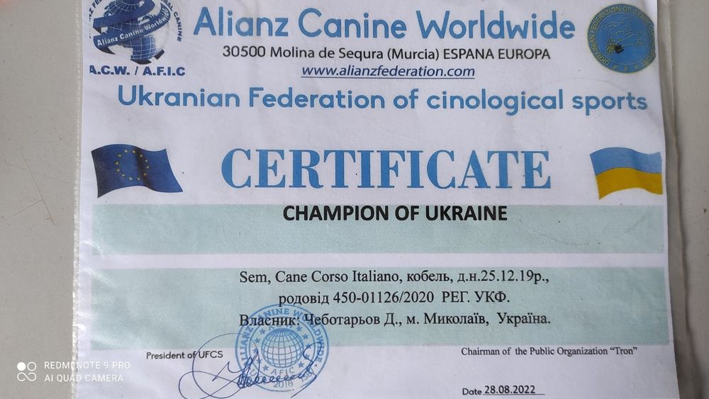 Кобель  Кане Корсо