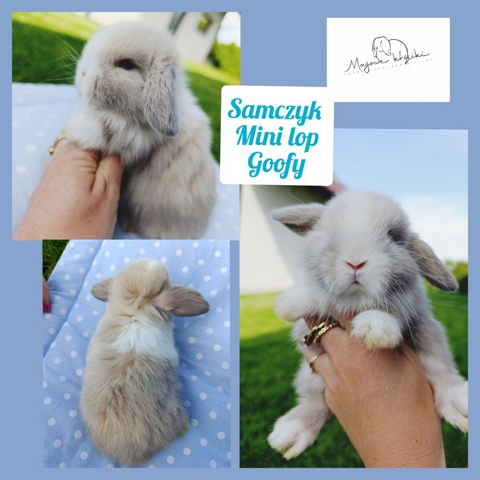 Królik króliczek mini lop hodowla zarejestrowana