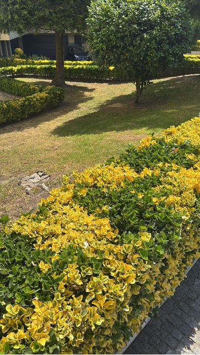 Fasso tudo tipo de manduracao de jardins e faco jardins novos de raiz