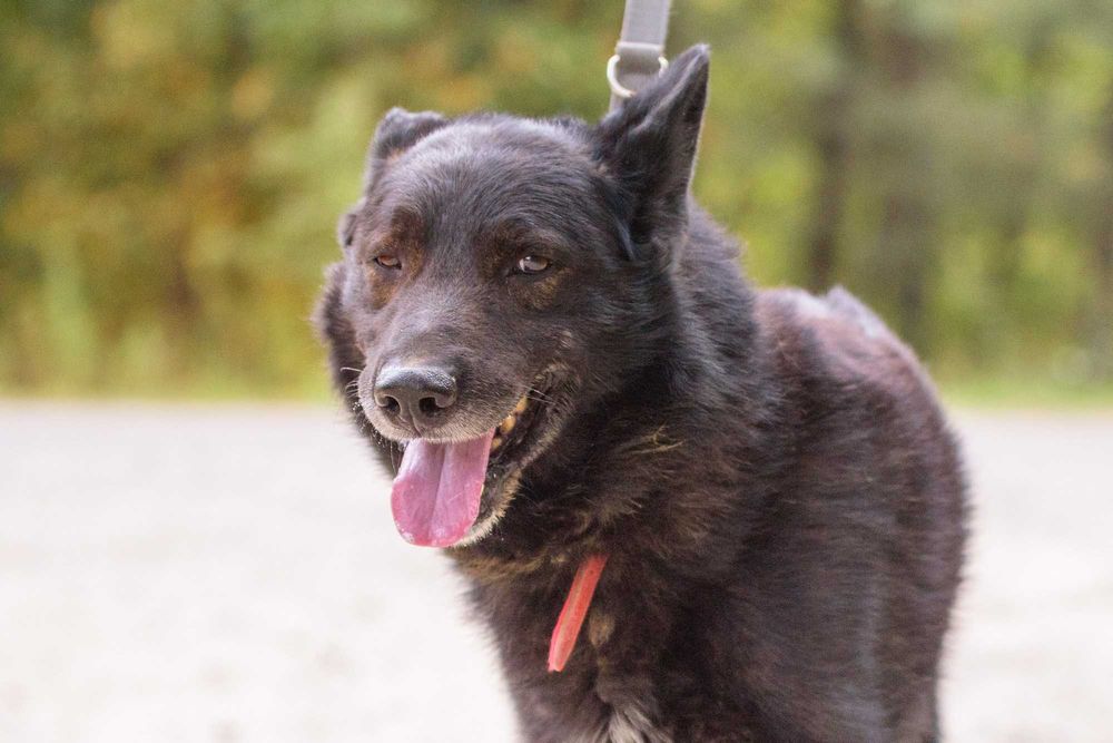 Tilbon – duży miś, który czeka na swojego człowieka