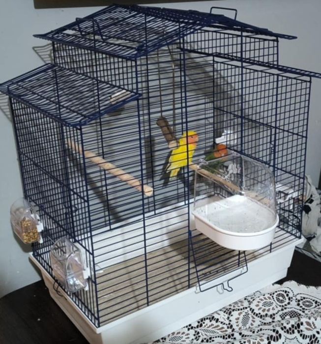 Papugi nierozłączki czerwonoczelne