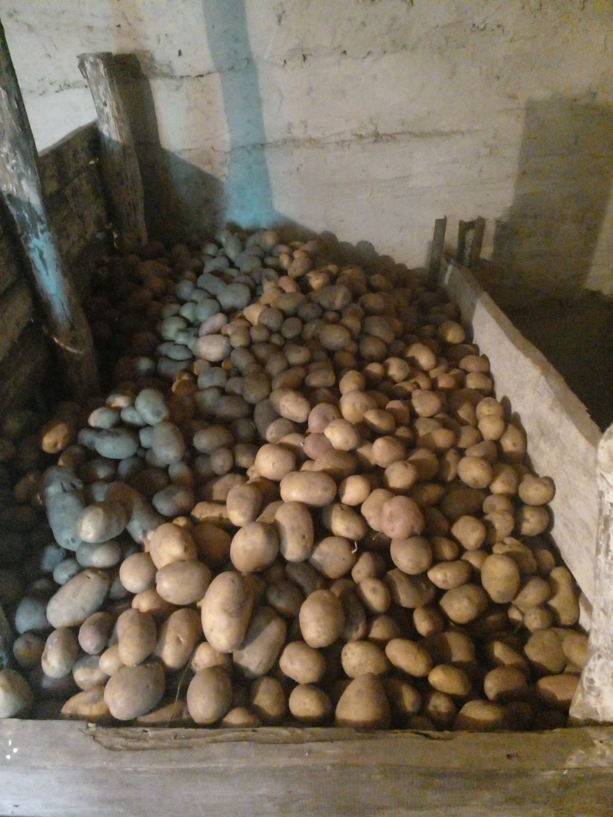 Продам домашню картоплю (сорт "Воларе")