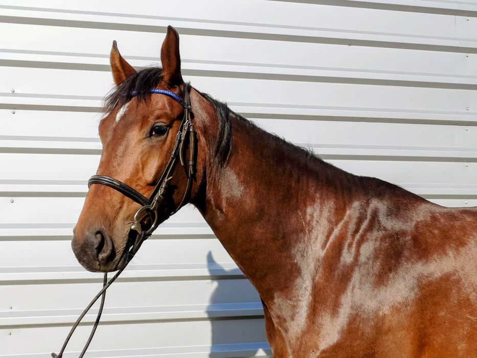 Klacz Hanowerska 5 letnia