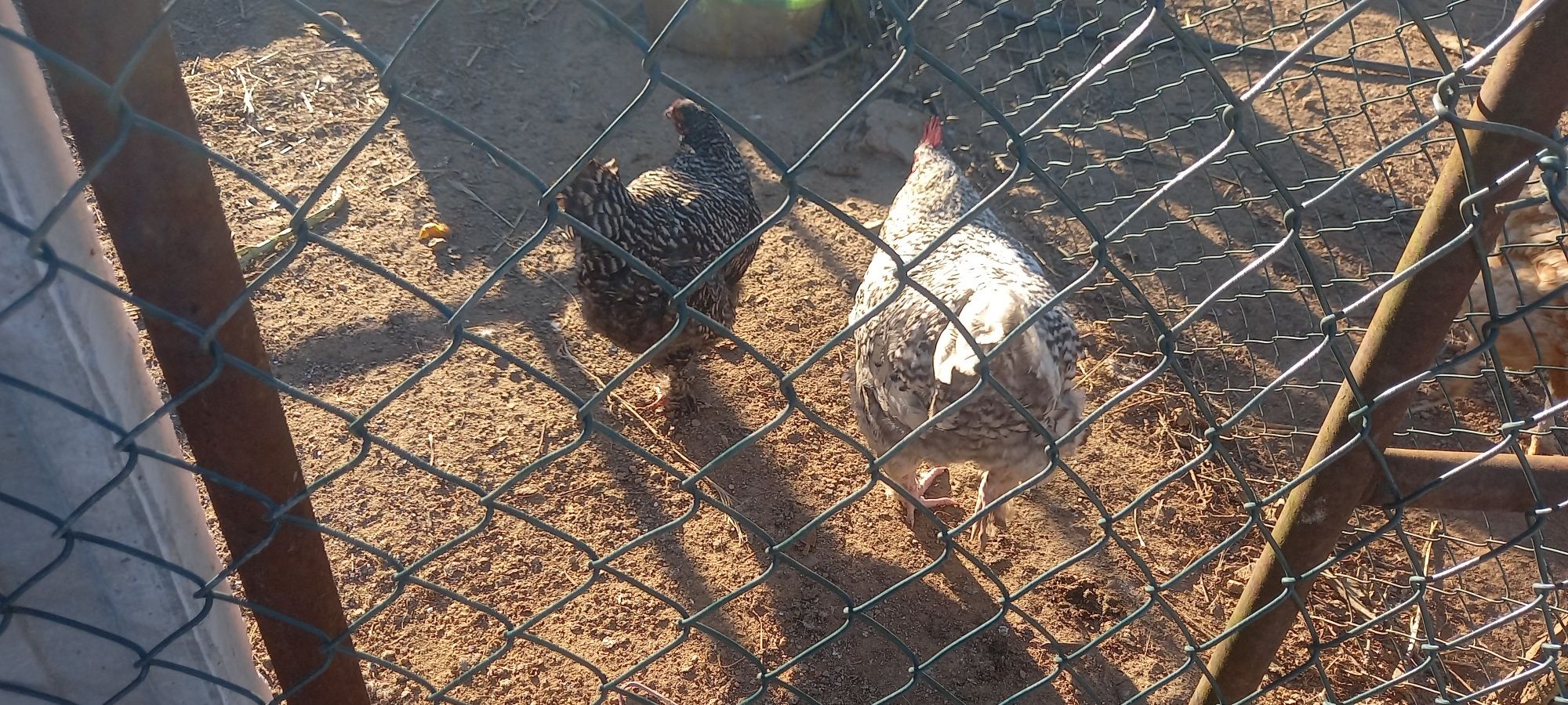 Ovos galados de várias raças de galinhas