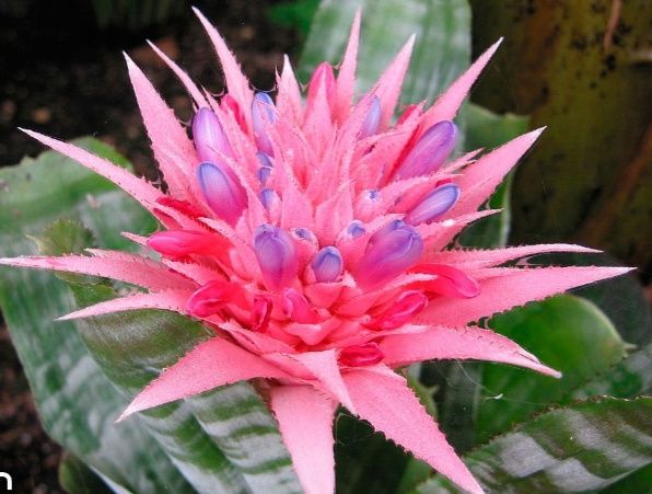 Ехмея Полосата (зембровидна)