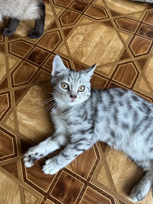 Котики сіамського походження