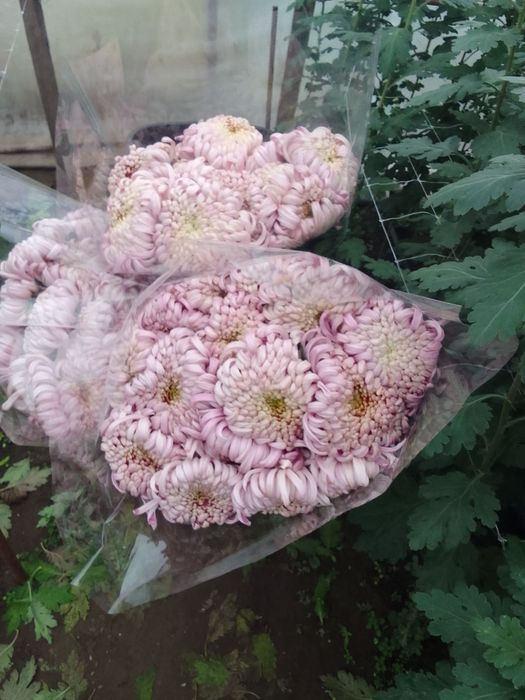 Квіти Хризантема опт