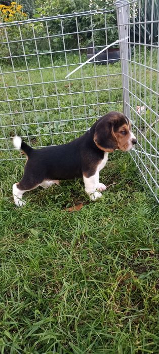 Szczenię beagle tricolor