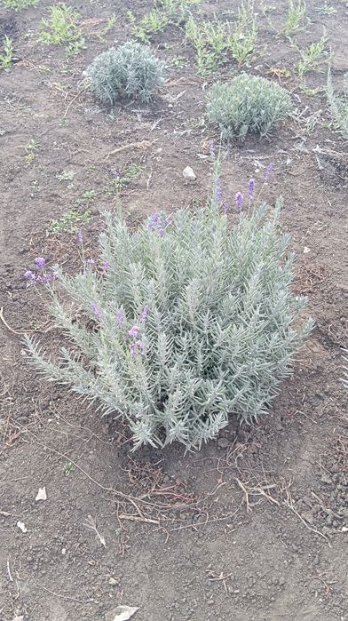 Саджанці лаванди