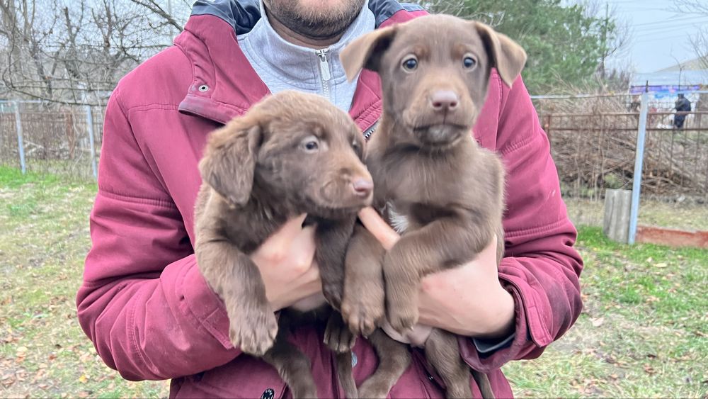 ЩЕНКИ от мамы лабрадора осталось всего ДВА щенка!!!